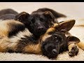 Funny and Cute German Shepherd Puppies Compilation #3 - Cutest GSD