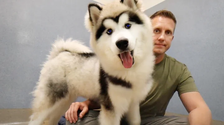 The Surprising Reason No One Wants to Adopt this Alaskan Malamute - DayDayNews