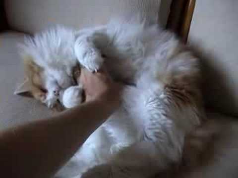 Gatto Norvegese Freyr видео с Youtube на компьютер мобильный