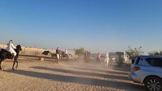 Aribian Horses ...@ Bahrain desert camping  ..... صحراء  البحرين .. الخيول العربية