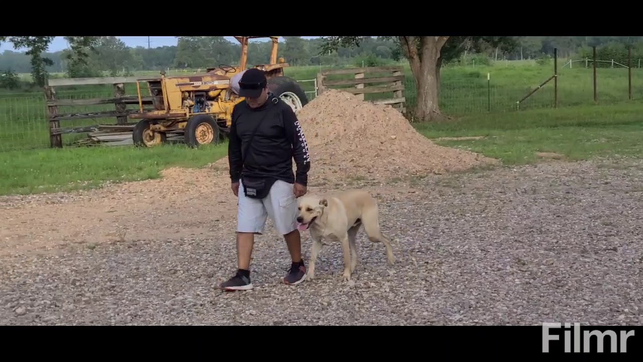 Off Leash Training YouTube