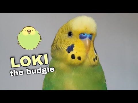 How I taught My Budgie to Talk