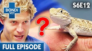Curious Case Of A Shrinking Lizard 🦎 | Bondi Vet Season 6 Ep12 | Bondi Vet Full Episodes | Bondi Vet