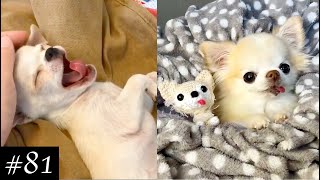 Enjoy Your Nap Chis | Chihuahua Funny Compilation by FunMomy 9,354 views 3 years ago 9 minutes, 17 seconds