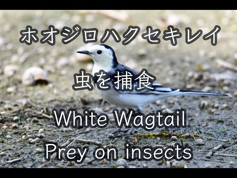 【貴重映像】警戒心強いホオジロハクセキレイの虫を捕食（丸呑み） 4K White Wagtail Prey on insects Wild Birds
