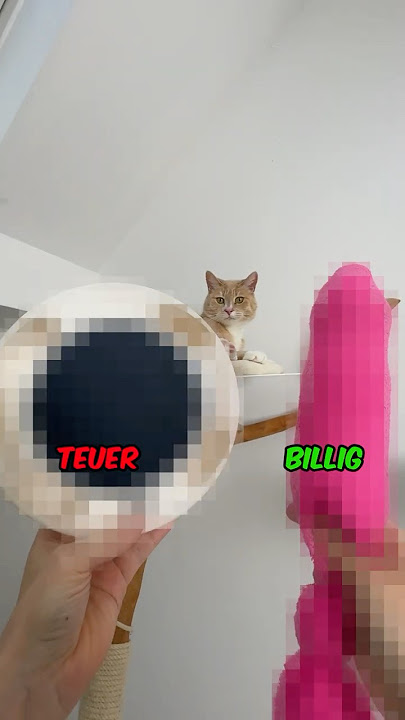 Cats cost NO MONEY 🤑 #cats #vlog #comedy