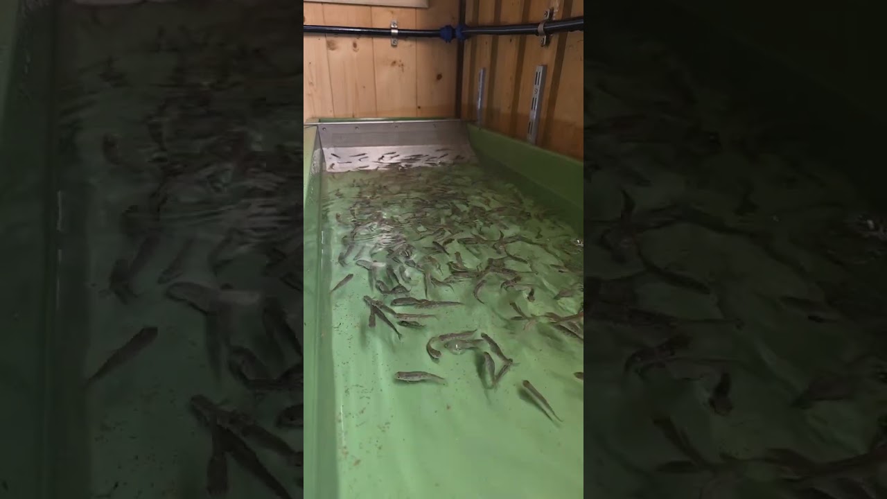 Die letzten Setzlinge im Bruthaus beim Füttern 