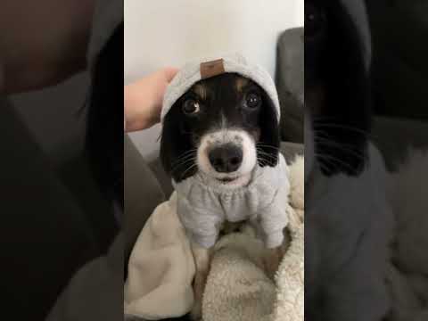 Я ТАКОГО НЕ ОЖИДАЛ! СОБАЧКА Wait for it