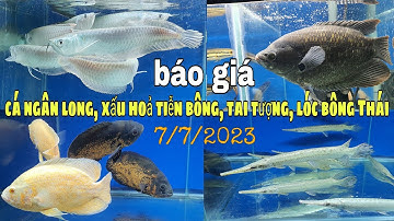 CÁ RỒNG, XẤU HOẢ TIỄN BÔNG,LÓC BÔNG THÁI, TAI TƯỢNG, HỒNG KỲ MỚI NHẤT. @CakiengVn