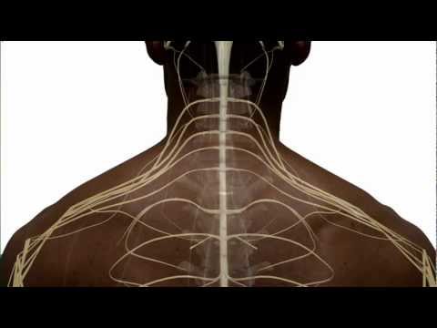 Video: Spinal Cord - Structure, Function, Trauma