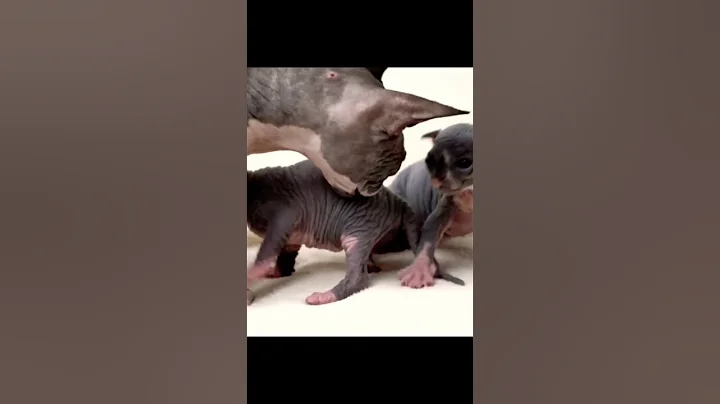 Video 3781301: hairless cat babies, hairless cats love, cat wildlife