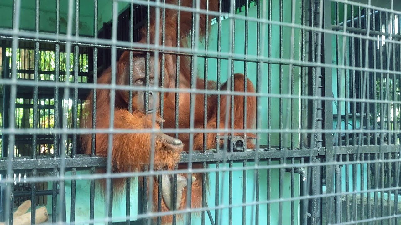 Crocodile Park Orangutan Diversion Road Maa Davao City