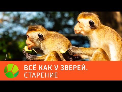 Старение. Все как у зверей | Живая Планета