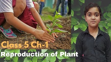 Class 5 V Science Chapter-1 Reproduction of Plants or Germination Plants  Chapter Part 1