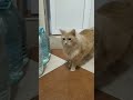 #funny #рыжийкот #симба #тойтерьер #тотошка #2812