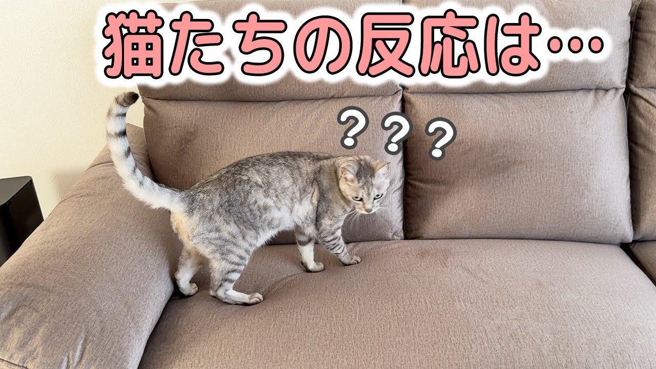 新しいソファを猫たちは気に入るのか…！？