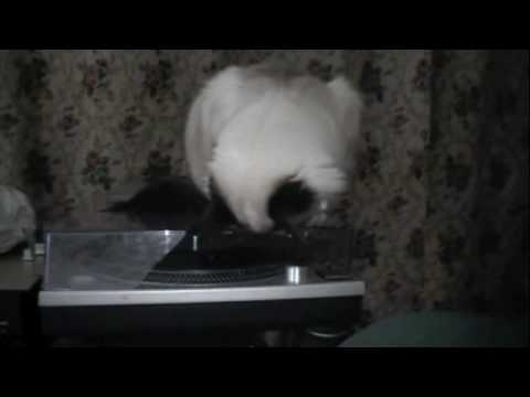 CLEVELAND CAT DJ SMOKEY MCPOT SCRATCHIN & SPINNIN ...