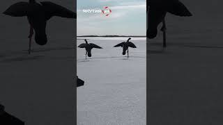 Якутские Охотники Готовятся Встретить Гусей/Yakut Hunters Are Preparing To Meet Geese