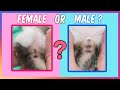 How To Tell A Difference Between Male And Female Kittens❓