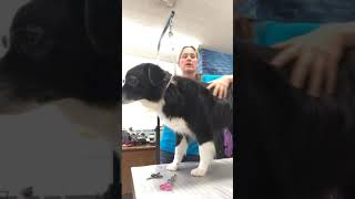 Border collie grooming ( loud music only 2 mins in. Keep watching!)