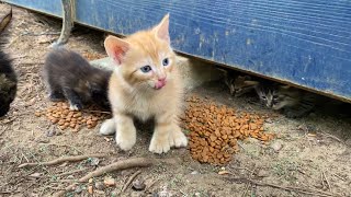 Poor Hungry Kittens living on the streets. Kittens are incredibly beautiful.