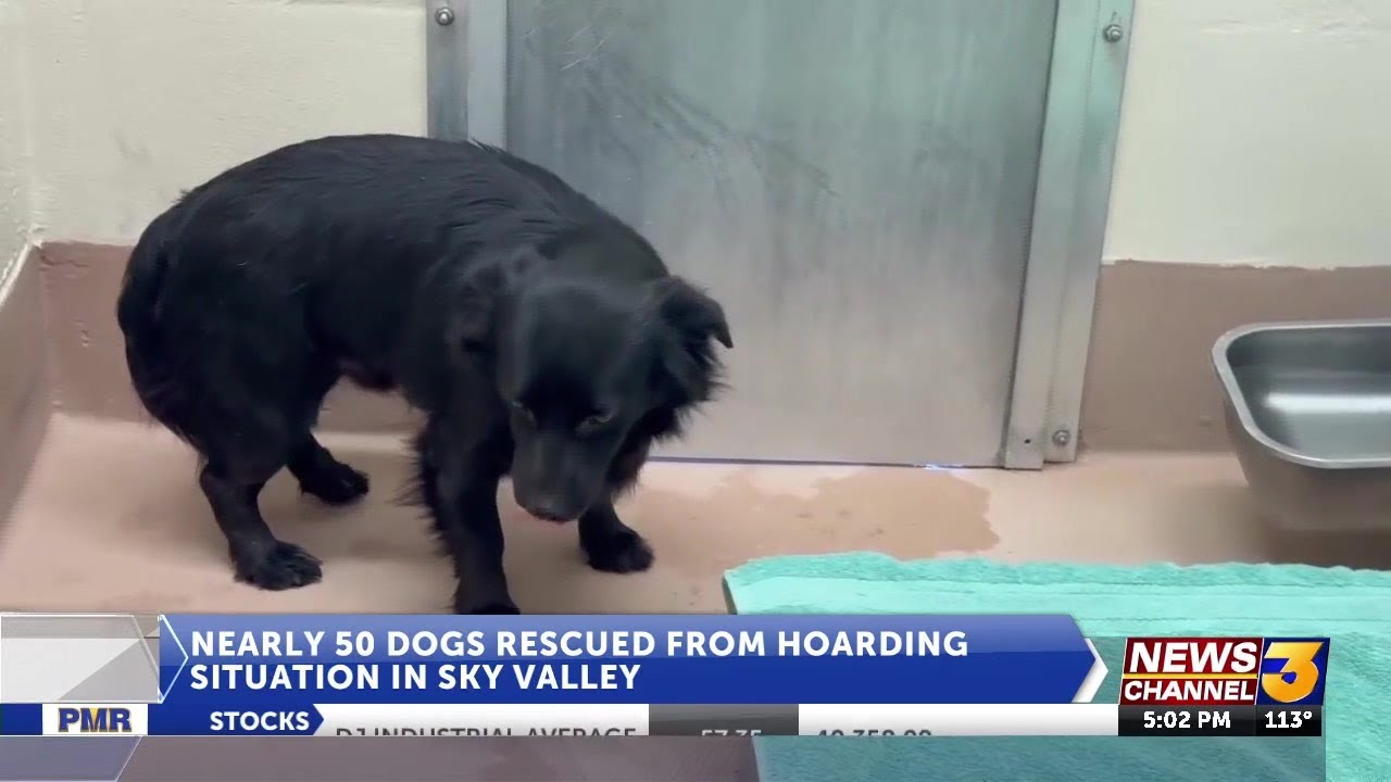 Nearly 50 dogs rescued from hoarding situation in Sky Valley - YouTube