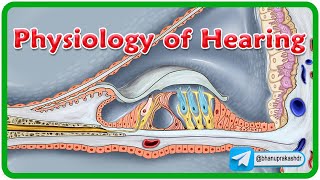 Physiology Of Hearing Animation👂Understanding the Sound Journey 🎶