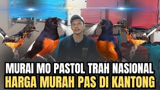 Download Lagu GEMPAR‼️ MURAI MO PASTOL TRAH NASIONAL HARGA MURAH ADA DI HEN MURAI BF JAKARTA PUSAT🔥 MP3