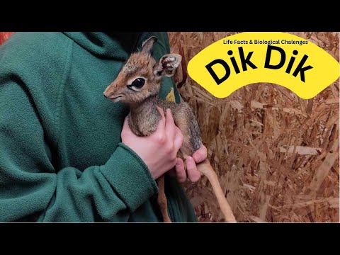 Video: L'antilope più piccola del mondo. Antelope dik-dik: descrizione, foto