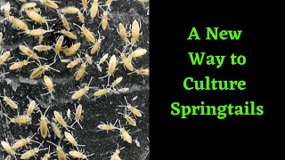 A New Way to Culture Springtails!