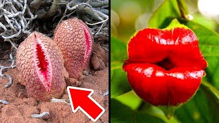 पेड़ पौधों की ऐसी अजीबोगरीब प्रजातियां, जिनके होने पर यकीन नही होगा | Weirdest Plants In The World