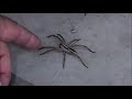 Try and Touch a 3" Wolf Spider. See what happens !!