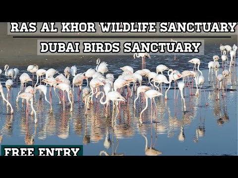 ras al khor wildlife sanctuary || hidden gems in dubai ||  Dubai free entry place || w world