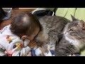 1歳児から『猫吸い』をされる猫　ノルウェージャンフォレストキャット　Cat whose face can be buried in the stomach from the owner's baby
