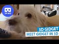 3D Meet Gidget - Pets in 3D [VR180]