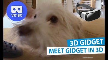 3D Meet Gidget - Pets in 3D [VR180]