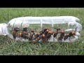 大量のオオスズメバチをペットボトルに捕獲