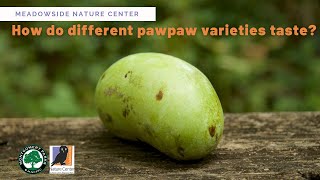 How do different pawpaw varieties taste?