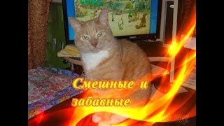 Прикольные животные Позитив Создай себе хорошее настроение Прикольные животные Позитив Создай себе хорошее настроение
