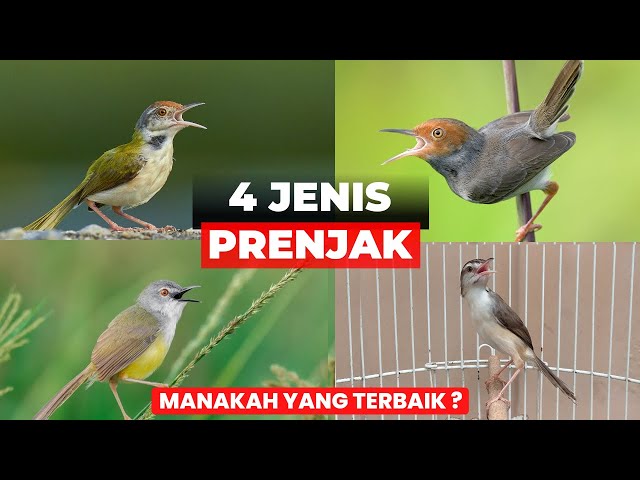 REKOMENDASI JENIS PRENJAK❗YANG COCOK UNTUK RUMAHAN❗ class=