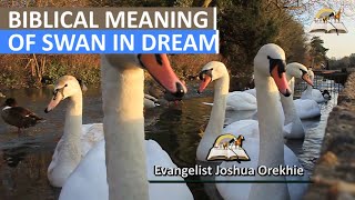 Biblical Meaning of SWAN in Dreams - Swans Symbolism and Interpretation
