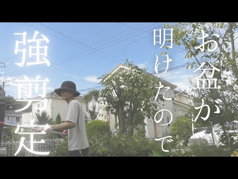 庭木の強剪定 毎年恒例 お盆が過ぎたら庭木の剪定 自分でやる強剪定 Youtube
