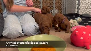 Poodle Puppies try pumpkin for the first time! They love eating from 'mamas' fingers! by Above Standard Poodles 401 views 5 months ago 4 minutes, 18 seconds