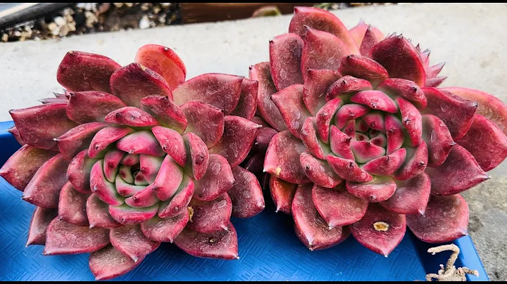 BEST TIME TO BUY ECHEVERIA OF THE YEAR | BEAUTIFUL...