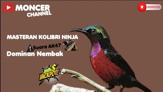 Suara Masteran Burung Kolibri Ninja||Dominan Nembak AK47‼️