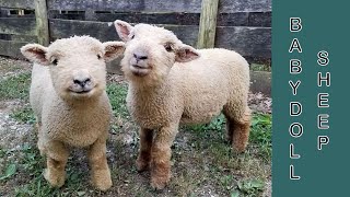 Babydoll Sheep | The Smiling Sheep by Livestock Breeds 1,084 views 1 month ago 3 minutes, 35 seconds