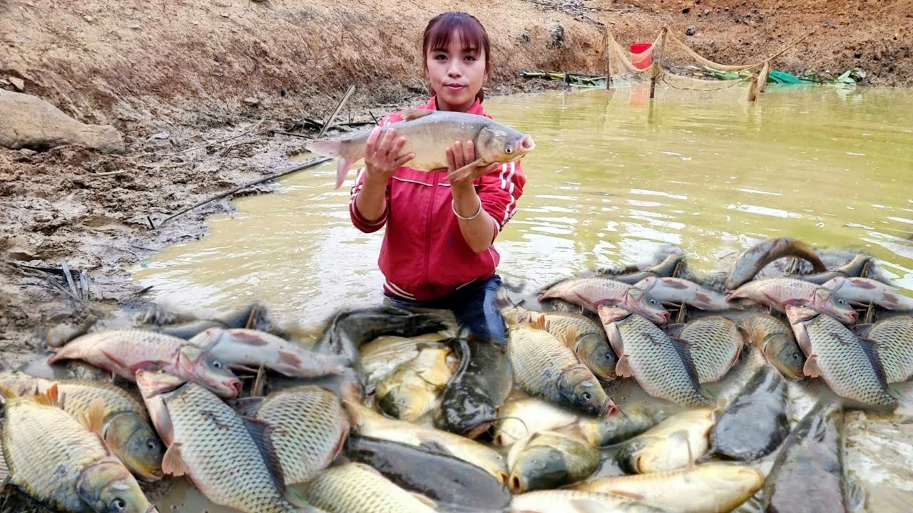 Single mother harvests giant fish pond to sell at market - Husband ...