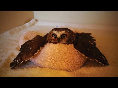 amazing-funny-owls-🦉😂-cute-and-funny-owls-playing-(part-1)-[funny-pets]