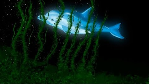 Procreate Dreams, Dolphin Under sea Animation by Shamim