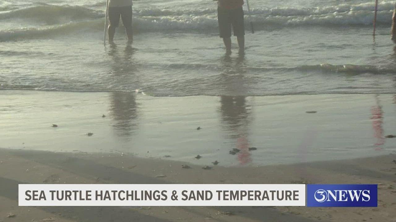 Two chances to witness sea turtle releases in the coming days